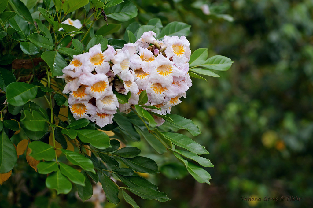 Radermachera yunnanensis